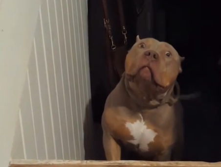 A tough-looking dog's eyes go wide in fear while climbing the stairs.