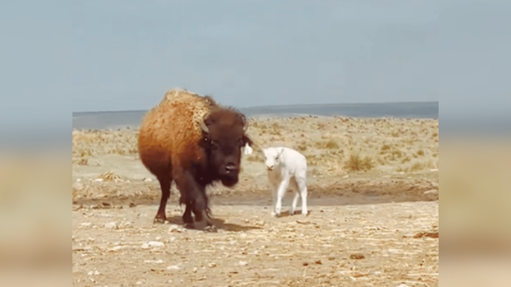 white bison