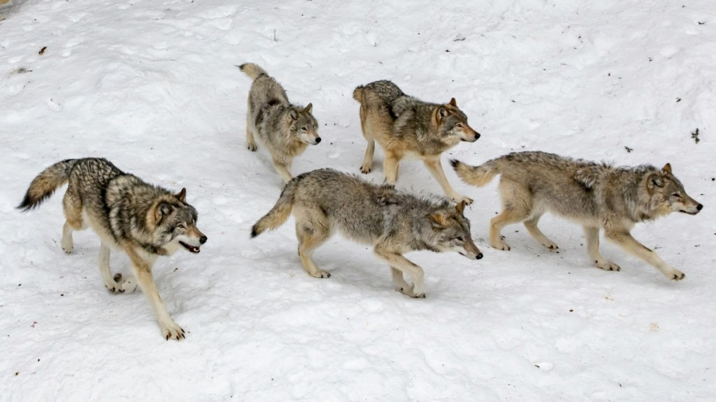 A pack of five wolves walks together in the snow.