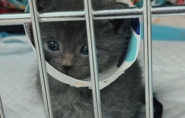 Image shows a tiny kitten, looking innocent in an paper "cone of shame."