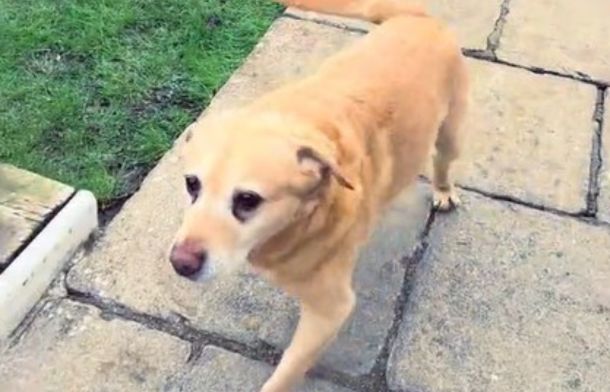 Image shows an older yellow lab walking slowly down a driveway to help carrying groceries.