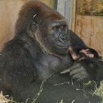 Stock image shows a mother gorilla nursing a newborn baby gorilla at the Bristol Zoo Gardens.