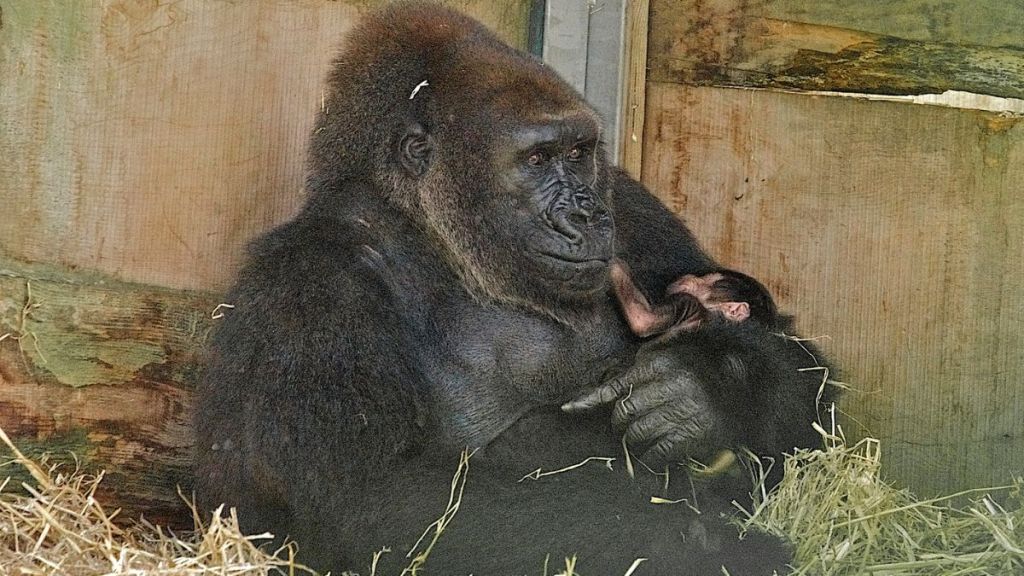 Stock image shows a mother gorilla nursing a newborn baby gorilla at the Bristol Zoo Gardens.