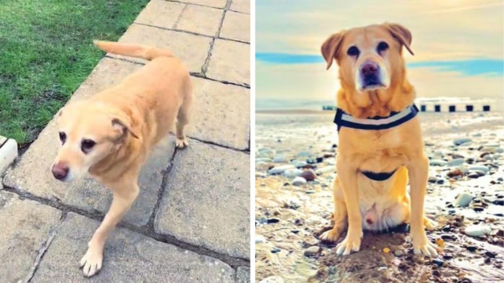 Left image shows an aging yellow Labrador walking slowly to help cary groceries. Right image shows the handsome fellow sitting on a beach.