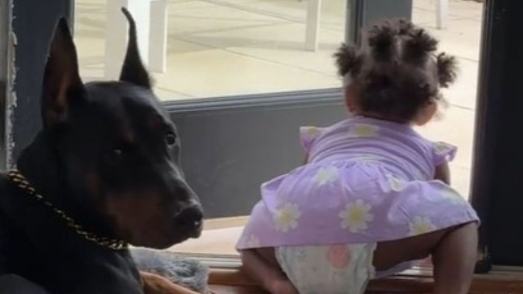Image shows a dog glancing at Mom before getting up to protect an escaping baby.