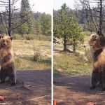 Images show a grizzly bear cub using a small tree as a back scratcher.