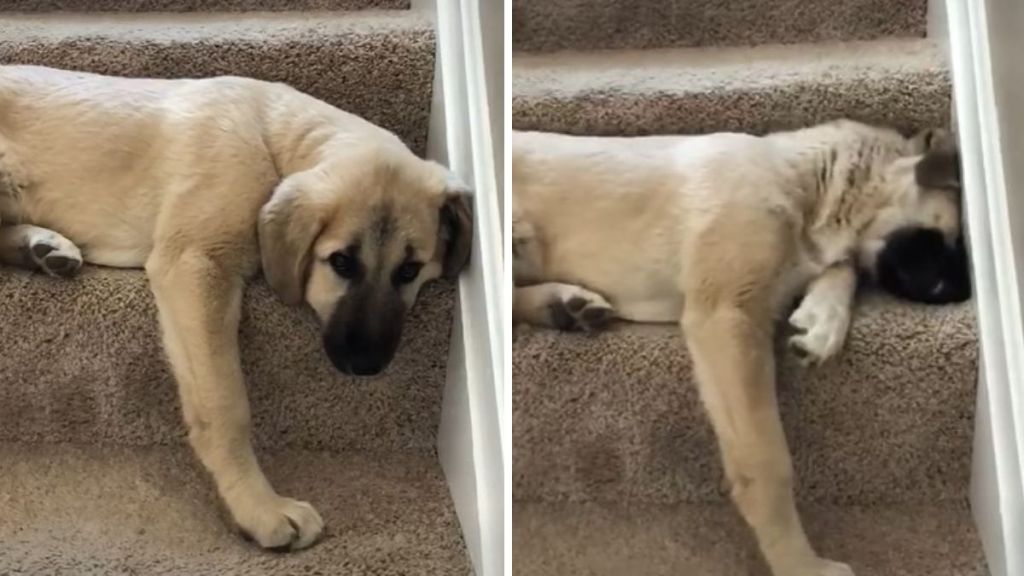 Left image show grumpy puppy Juno as she struggles to fit on her favorite step. Right image shows Juno the Anatolian shepherd burying her head in the corner in frustration.