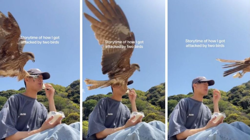 Image shows three frames in a progression, with a hawk stealing food from a young man at a Japanese beach.