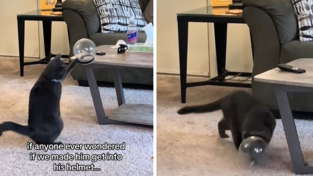 Left image shows a grey cat knocking his helmet off the coffee table. Right image shows the cat sliding into his hamster-ball style helmet.