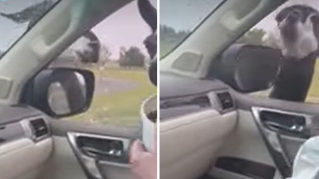 Left image shows two llamas leaning in the open window of a car. Right image shows one llama putting his entire head into the car.
