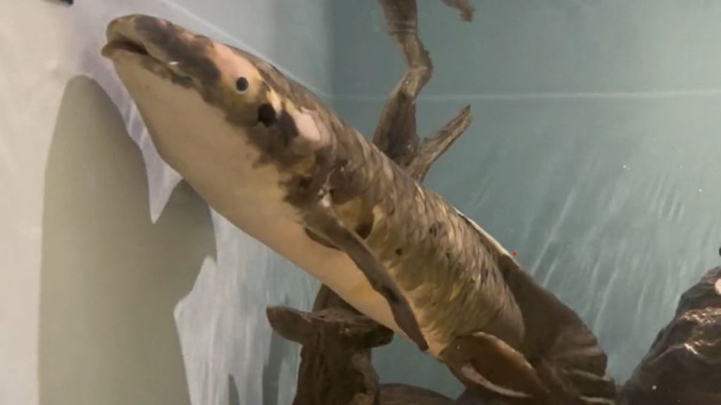 Image shows an Australian lungfish swimming in an aquarium.