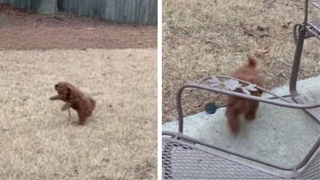Left image shows a puppy attacking an "intruder" in his yard. Right image shows the puppy after having vanquished the opponent, proudly carrying it to his mom.