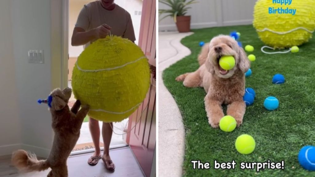 Left image shows a man walking into a house carrying a huge tennis ball pinata. Right image shows a happy golden doodle after opening the pinata and getting a shower of balls.