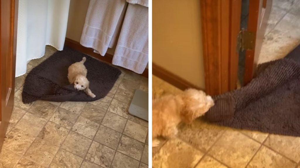 Left image shows a tiny puppy chewing on a large bathroom mat. Right image shows the pup dragging the mat out into the hall.
