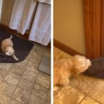 Left image shows a tiny puppy chewing on a large bathroom mat. Right image shows the pup dragging the mat out into the hall.