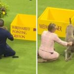 Left image shows a Wirehaired Pointing Griffon running circles around its handler. Right image shows a Weimaraner playing with a Vizsla.