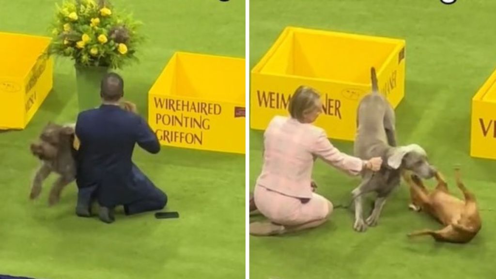 Left image shows a Wirehaired Pointing Griffon running circles around its handler. Right image shows a Weimaraner playing with a Vizsla.