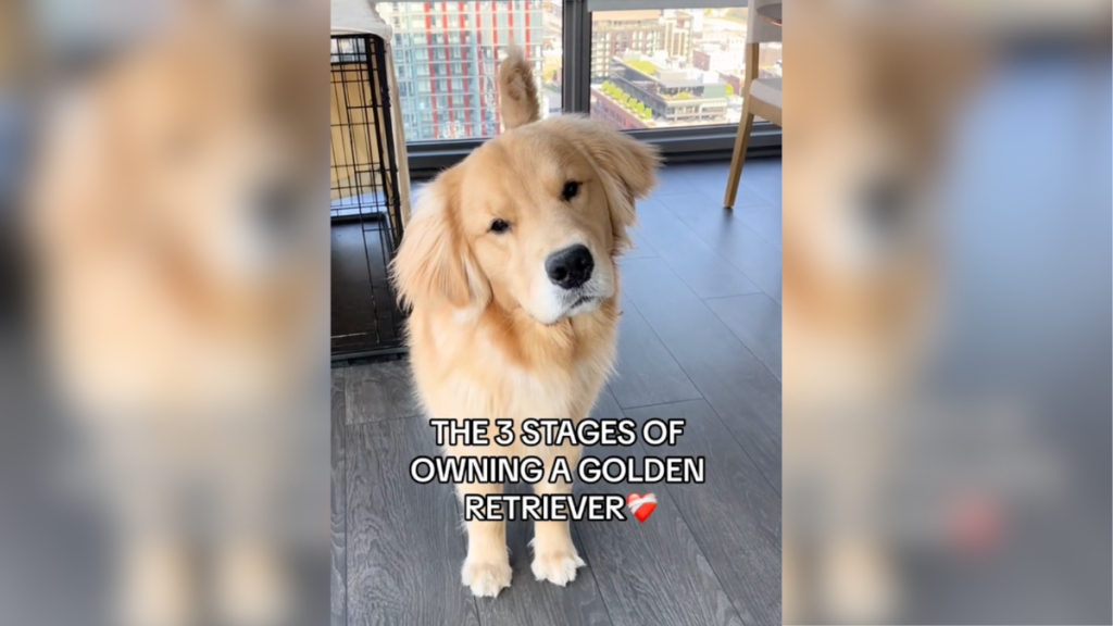 Golden Retriever