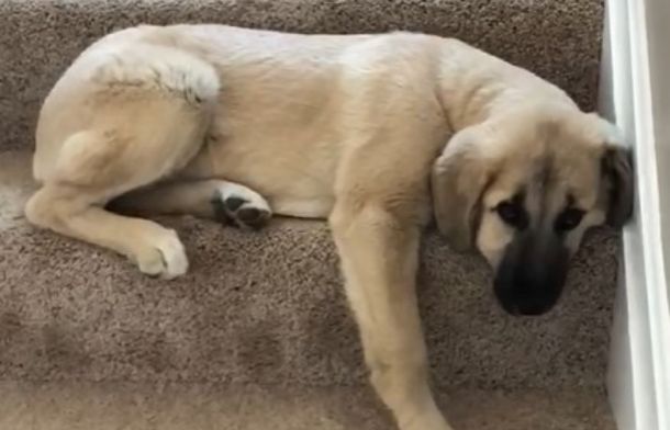 Image shows an unhappy Anatolian shepherd puppy as she realizes she no longer fits in her favorite spot laying on the steps.