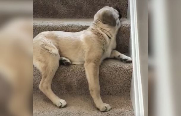 Grumpy puppy Juno balancing on the steps, dramatically turning away from her puppy mom.