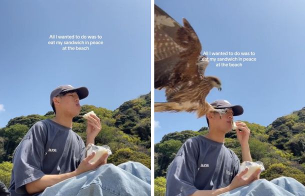 Left image shows a man enjoying a sandwich on a Japanese beach. Right image shows a hawks stealing his food.