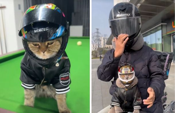 Left image shows a grey cat modeling a leather jacket and motorcycle helmet on a pool table. Right image shows the same cat dressed for a ride with his human on a motorcycle.