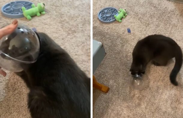 Left image shows a human removing a hamster-ball type helmet from a grey cat. Right images shows the cat sliding right back into the helmet.