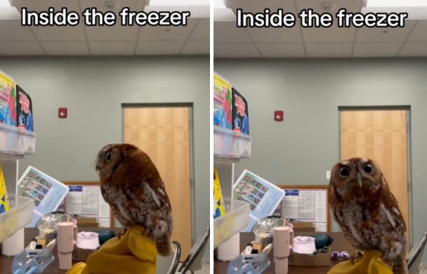 Images show a tiny screech owl looking to a freezer it is seeing for the first time.