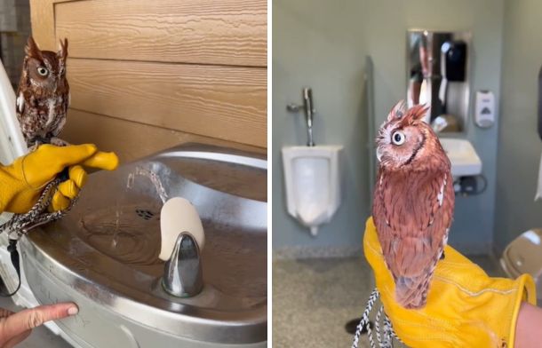 Left image shows a screech owl seeing a drinking fountain. Right image shows a screech owl trying to avoid looking into the Men's bathroom.