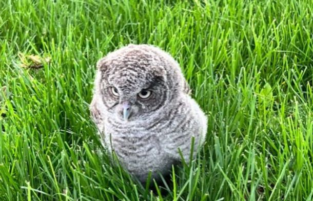 Image shows a baby screech owl sitting in grass after falling from the nest.