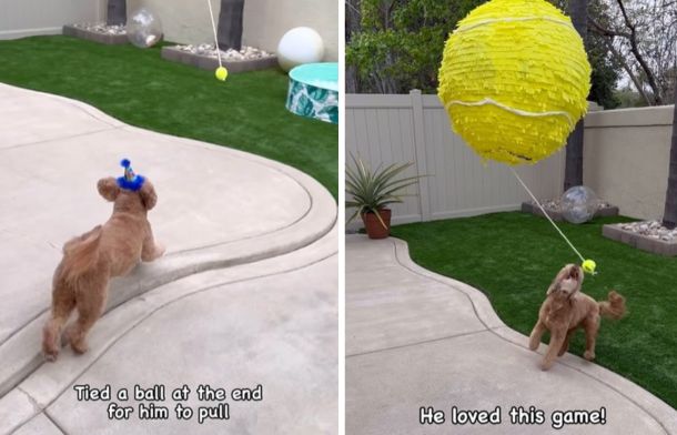 Left image shows a dog chases a ball on a string. Right image shows the dog trying to catch the ball.