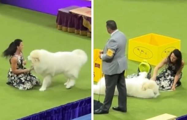 Handler at the Westminster Dog Show playing with her Great Pyrenees on the sideline while awaiting their turn in the ring.