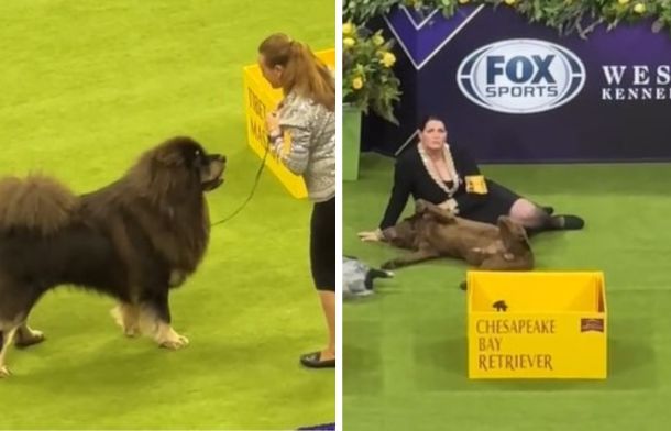 Left image shows a Tibetan Mastiff getting extra training and treats. Right image shows a Chesapeake Bay Retriever enjoying some belly rubs.