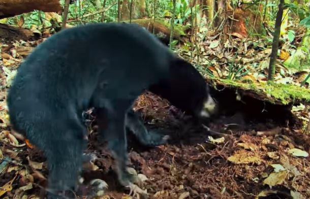 Image shows a sun bear digging in the rainforest floor.