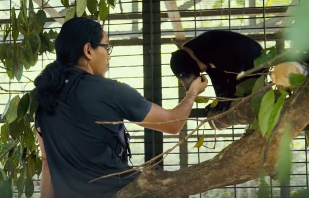 Tenom. an orphaned sun bear, the world's smallest bear. bonding with her foster "mother" Jude.