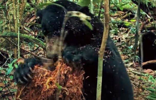 Image shows the world's smallest bear having a feast and tearing open a termite nest.