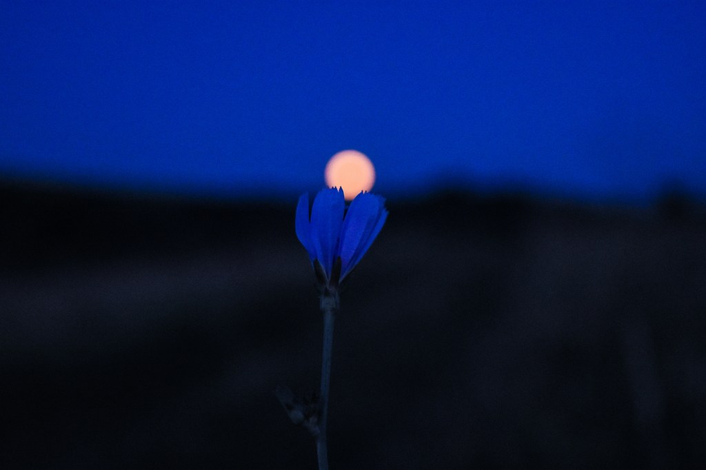 Close up of a single flower at night. The full moon is a bit blurry and in the distance. The moon is also positioned perfectly on top of the flower.