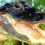 Close up of an alligator with their mouth wide open.