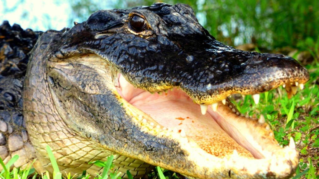 Close up of an alligator with their mouth wide open.
