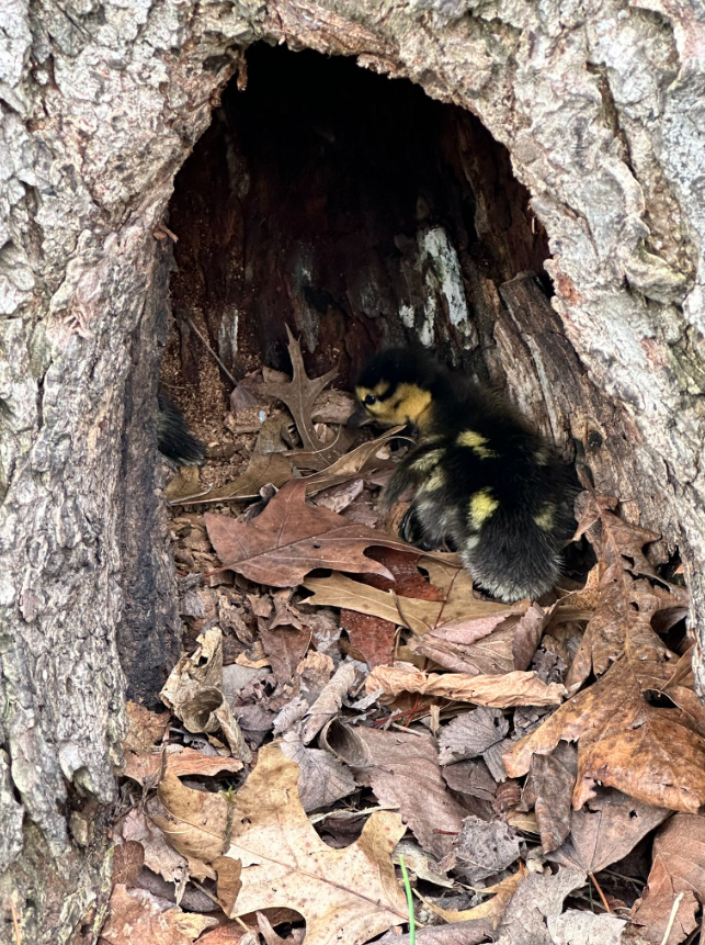 A baby duck rests among leaves inside a tree