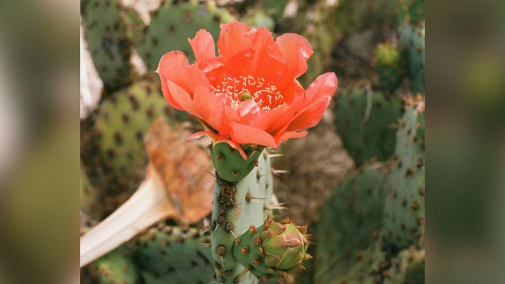 A cactus with a large pink flower blooming out of it.