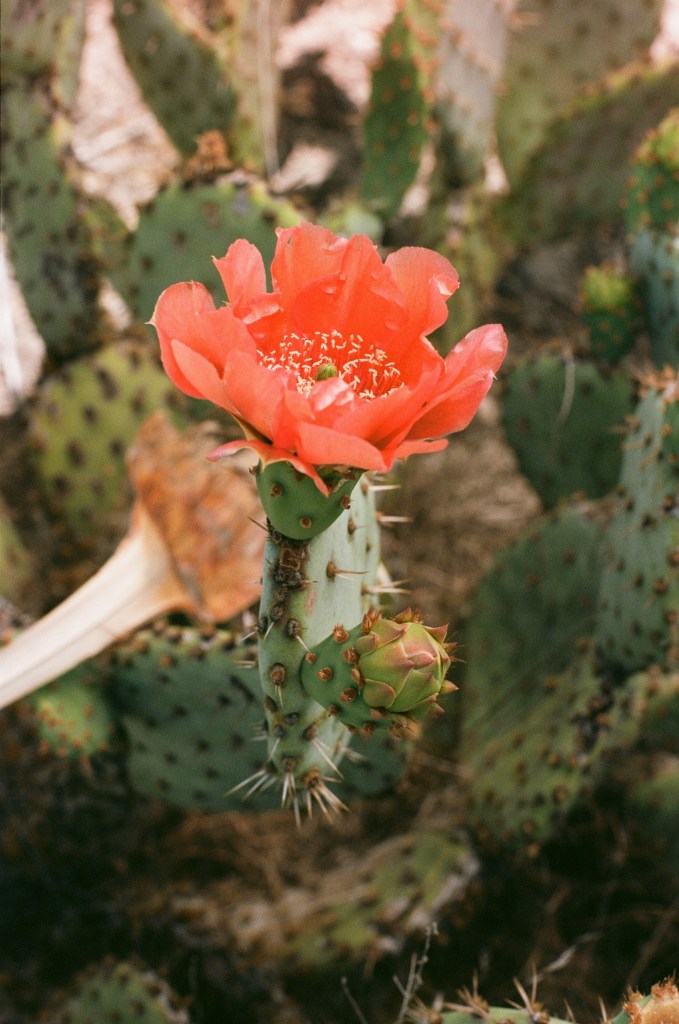 A cactus with a large pink flower blooming out of it.