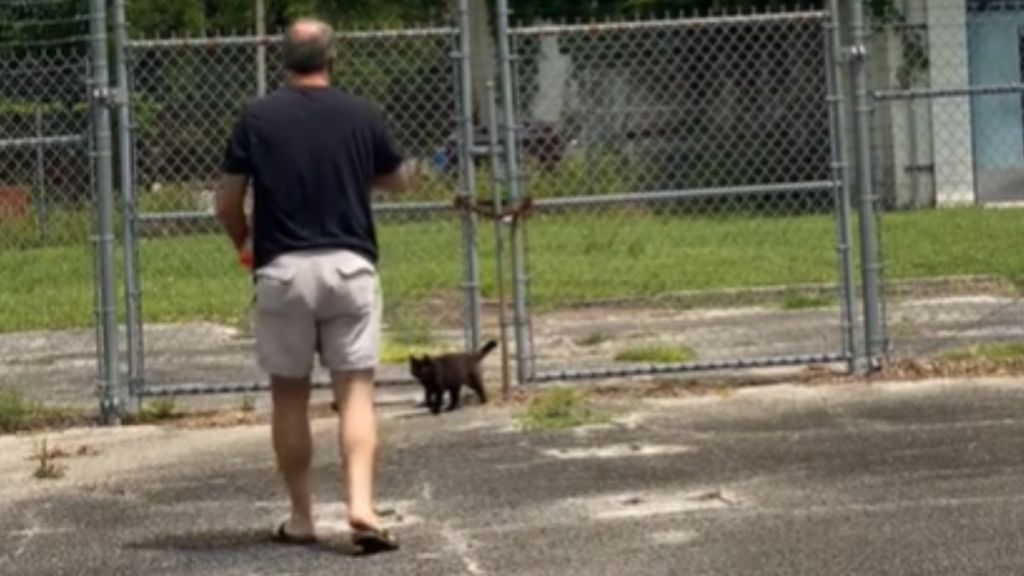 A man feeding stray cats in a fenced off lot.