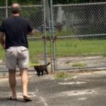 A man feeding stray cats in a fenced off lot.