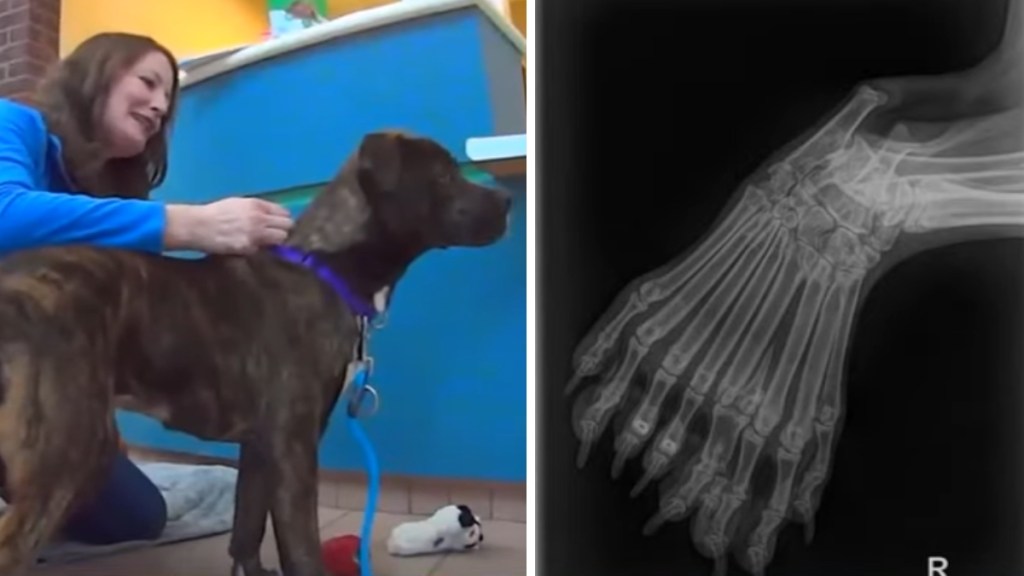 A two-photo collage. The first shows a woman smiling as she squats next to and pets a standing dog. The second image shows an X-ray of a dog's paw that has double the bones.