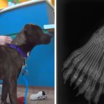 A two-photo collage. The first shows a woman smiling as she squats next to and pets a standing dog. The second image shows an X-ray of a dog's paw that has double the bones.