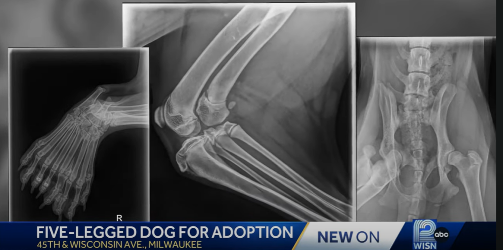 Three X-ray results showcasing Bella's dimelia. One X-ray shows she has double the bones in her paw. Another shows double of her leg bones.