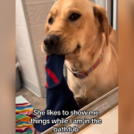 dog bringing her mom a random object while she's in the tub