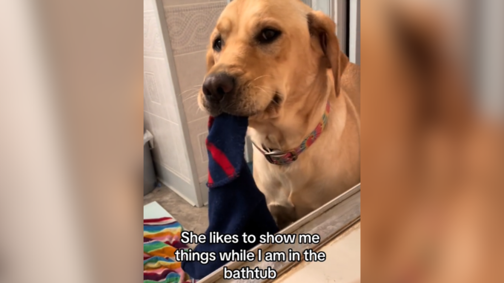 dog bringing her mom a random object while she's in the tub