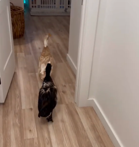 Two ducks walking down the hallway into another room.